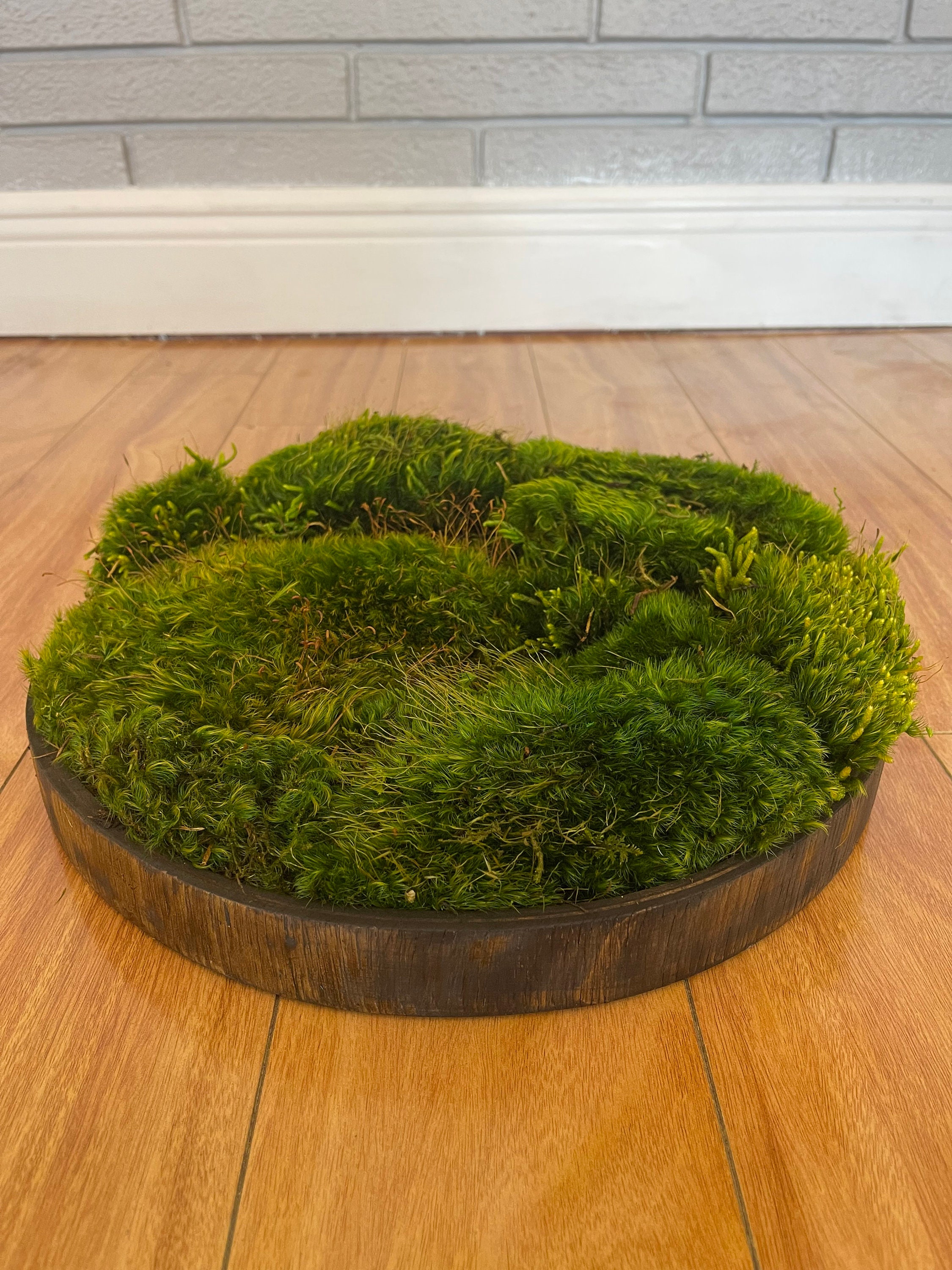 Moss Centerpiece, Preserved Moss, Moss Art, Preserved Moss Centerpiece
