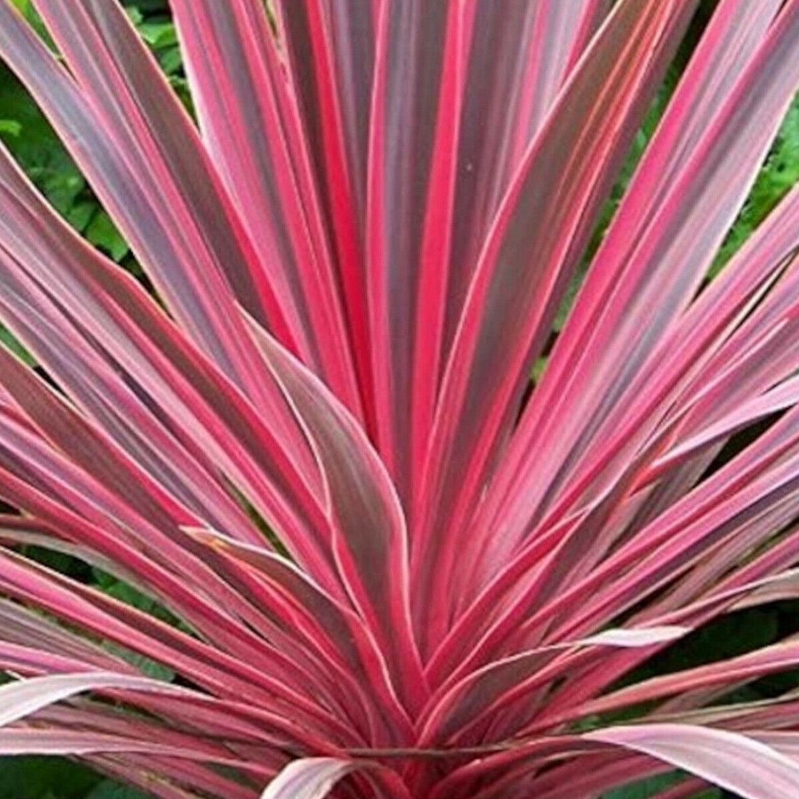 Cordyline Australis Charlie Boycabbage Palm Plant in 9 Cm Pot Etsy UK