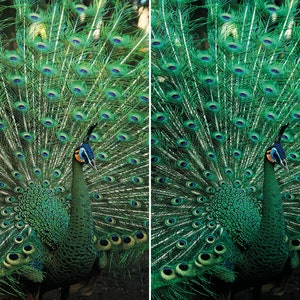 May include: A green peacock with its tail feathers fanned out in a display. The peacock has a blue head and a yellow beak.