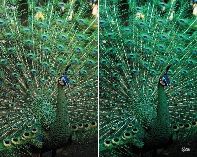 May include: A green peacock with its tail feathers fanned out in a display. The peacock has a blue head and a yellow beak.