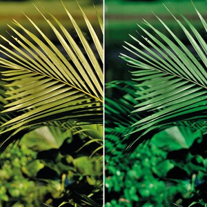 May include: A close-up of a palm frond with vibrant green leaves. The leaves are arranged in a symmetrical pattern, creating a visually appealing image.