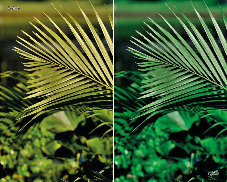 May include: A close-up of a palm frond with vibrant green leaves. The leaves are arranged in a symmetrical pattern, creating a visually appealing image.