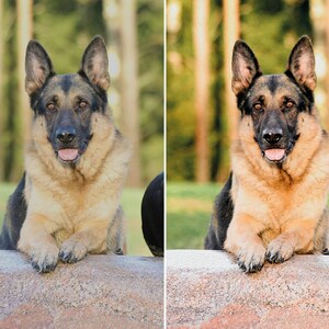 10 Dog Presets Lightroom Pet Presets German Shepherd Presets Presets for Lightroom Mobile & Desktop Preset aesthetic Instagram image 8