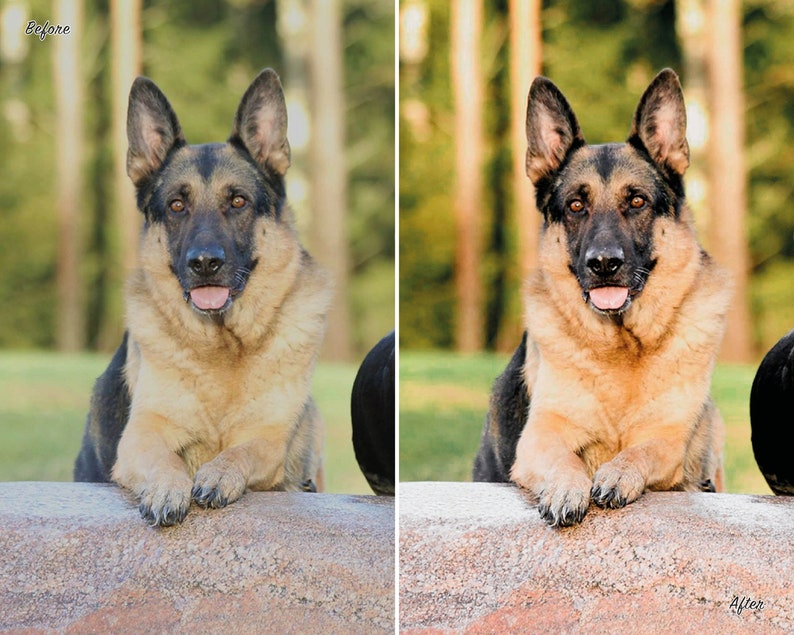 10 Dog Presets Lightroom Pet Presets German Shepherd Presets Presets for Lightroom Mobile & Desktop Preset aesthetic Instagram image 8