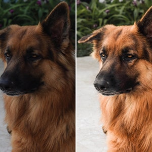10 Dog Presets Lightroom Pet Presets German Shepherd Presets Presets for Lightroom Mobile & Desktop Preset aesthetic Instagram image 2