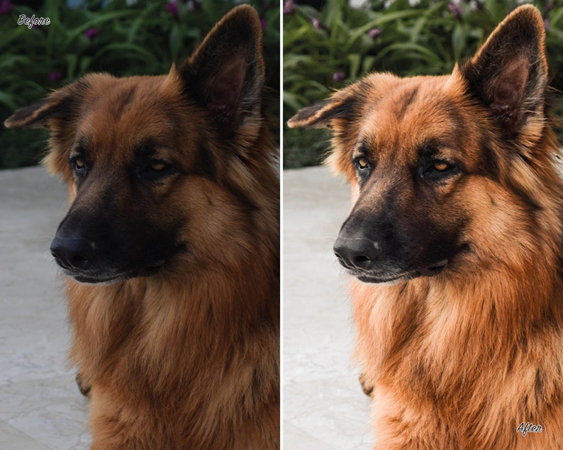 10 Dog Presets Lightroom Pet Presets German Shepherd Presets Presets for Lightroom Mobile & Desktop Preset aesthetic Instagram image 2