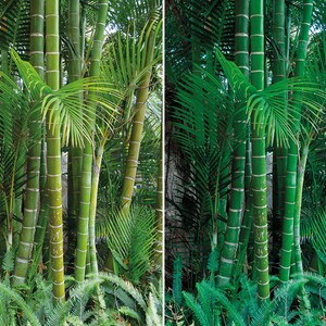 May include: A close-up of a lush green bamboo forest with tall stalks and vibrant foliage. The bamboo is growing in a dense cluster, creating a natural wall of green.