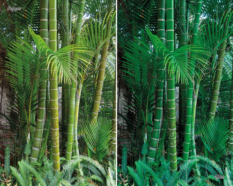 May include: A close-up of a lush green bamboo forest with tall stalks and vibrant foliage. The bamboo is growing in a dense cluster, creating a natural wall of green.