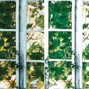May include: A before and after image showing a window with white trim and green vines growing over it. The image on the left shows the vines with a blurry background. The image on the right shows the vines with a clear background. The text "By Libertine Designs Shop" is in the centre of the image.