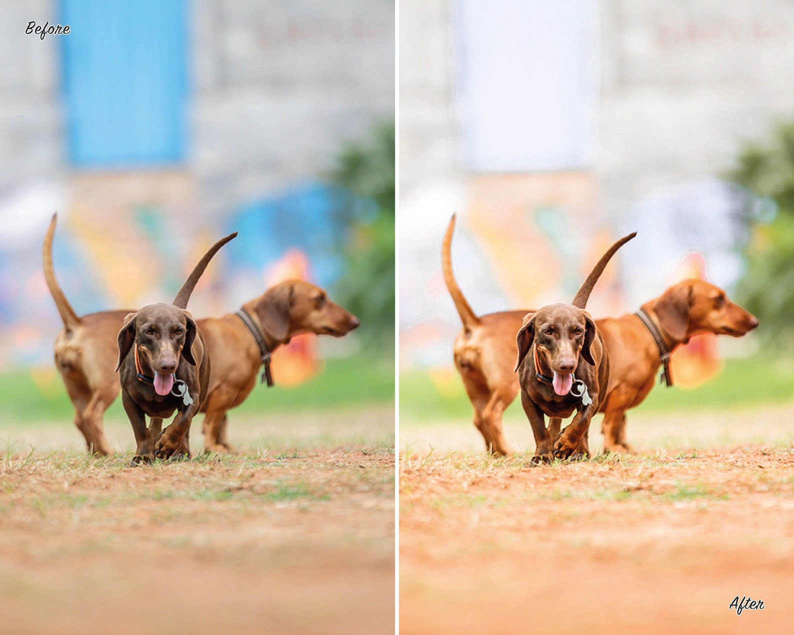 10 Dog Presets Lightroom Mobile & Desktop Presets Dachshund Presets Pet