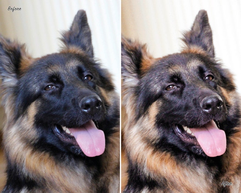 10 Dog Presets Lightroom Pet Presets German Shepherd Presets Presets for Lightroom Mobile & Desktop Preset aesthetic Instagram image 5