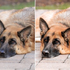 10 Dog Presets Lightroom Pet Presets German Shepherd Presets Presets for Lightroom Mobile & Desktop Preset aesthetic Instagram image 3