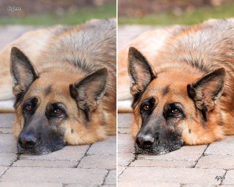 10 Dog Presets Lightroom Pet Presets German Shepherd Presets Presets for Lightroom Mobile & Desktop Preset aesthetic Instagram image 3