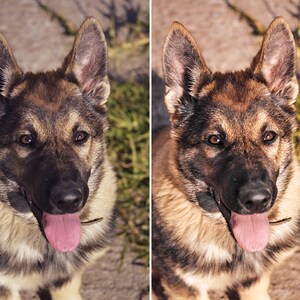 10 Dog Presets Lightroom Pet Presets German Shepherd Presets Presets for Lightroom Mobile & Desktop Preset aesthetic Instagram image 4