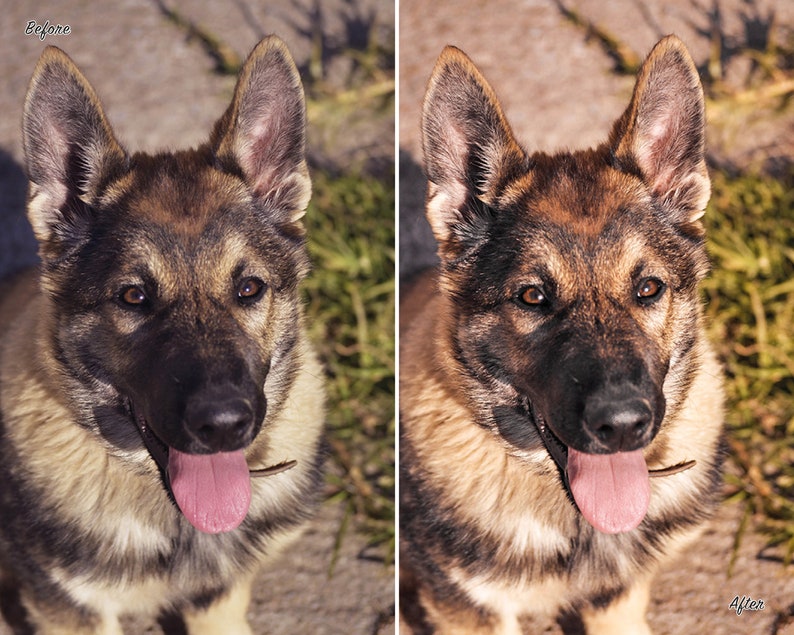 10 Dog Presets Lightroom Pet Presets German Shepherd Presets Presets for Lightroom Mobile & Desktop Preset aesthetic Instagram image 4