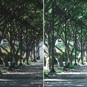 May include: A before and after image demonstrating the effect of a photo editing filter. The before image shows a path lined with trees, with the leaves appearing dark green. The after image shows the same path, but the leaves are a lighter shade of green, and the overall image is brighter.