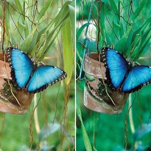 May include: A blue morpho butterfly perched on a terracotta flower pot hanging from a vine. The butterfly's wings are open and its body is visible. The pot is covered in moss and the vine is green.