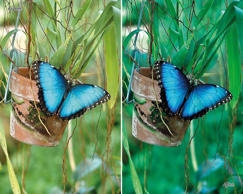 May include: A blue morpho butterfly perched on a terracotta flower pot hanging from a vine. The butterfly's wings are open and its body is visible. The pot is covered in moss and the vine is green.