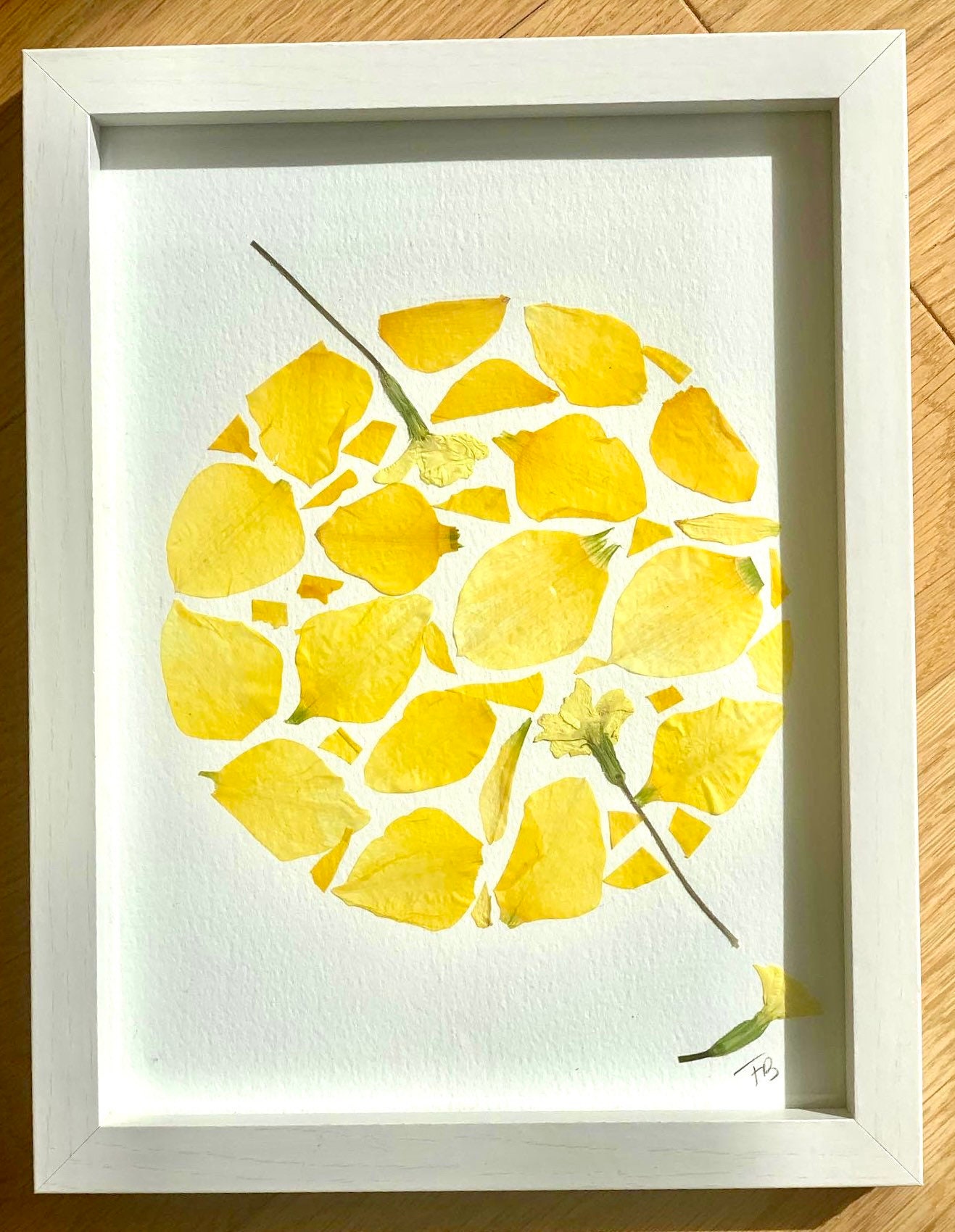 Herbier Encadré de Fleurs Séchées 26 20 cm Jonquilles et Primevères/Herbarium Pressées