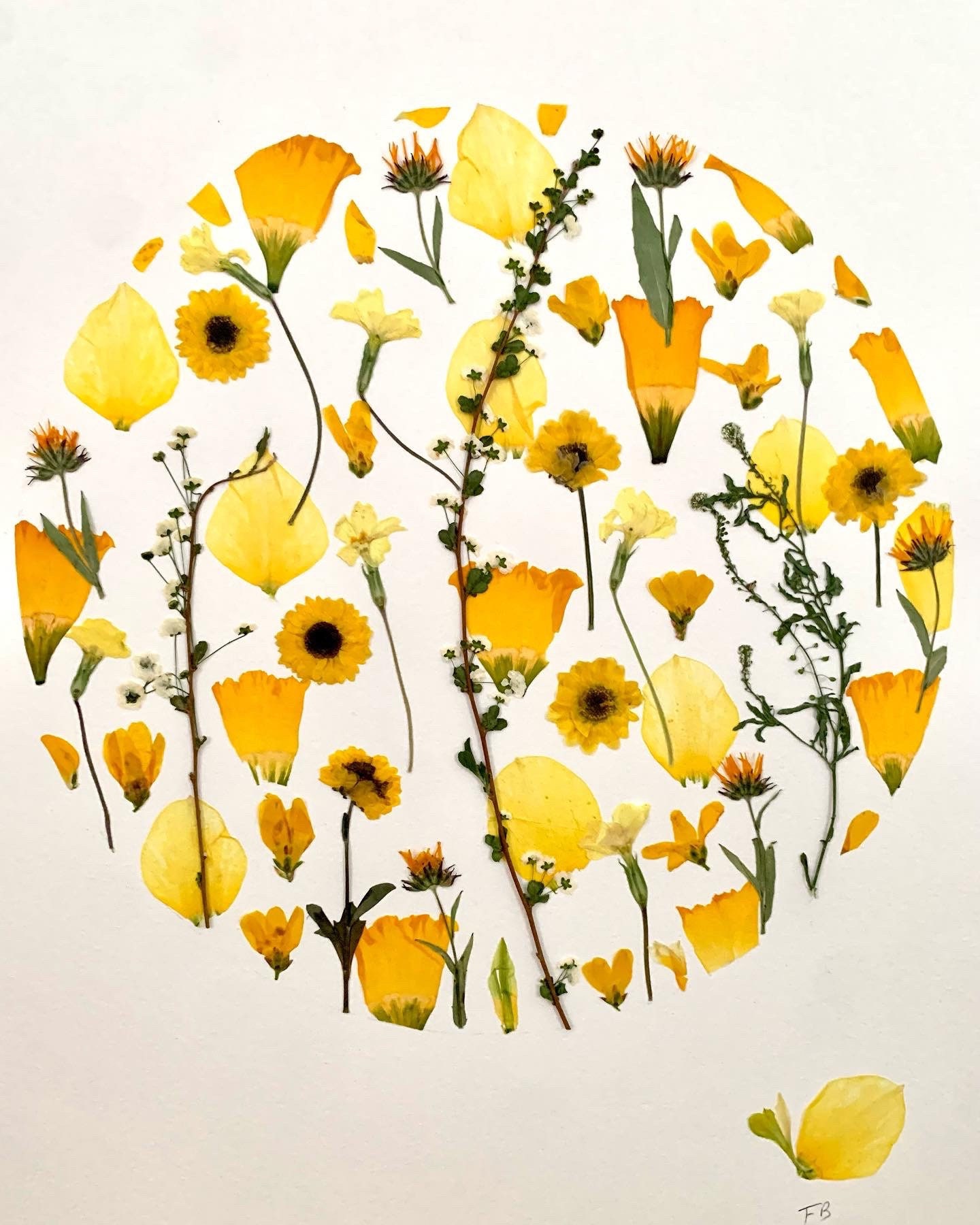 Herbier de Fleurs Séchées 40/50 cm/Herbarium Herbier Encadré