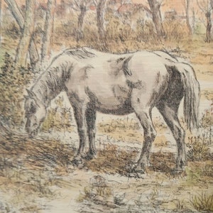 Litografia cavallo al pascolo