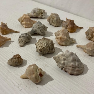 Set di 15 conchiglie naturali italiane (2,5 - 6 cm) - Murex e Buccinum per decorazioni e collezioni