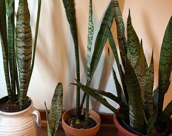 Live Snake Plant | Easy Care Indoor Houseplant | Florida Grown