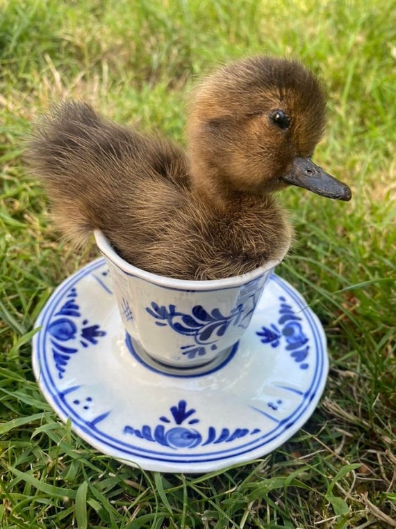 Taxidermy Teacup Duck - Etsy