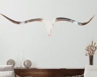 Authentic Longhorn Skull | Modern Contemporary Wall Art | Longhorn Fans 849
