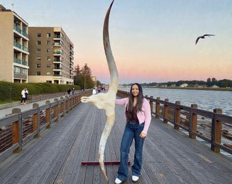 Real Texas Longhorn Skull | Trophy Room Wall Mount | Modern Western 908