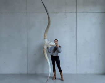 Massive Longhorn Skull | 104” TTT | Trophy Room | High End Collector Piece | Lodge Decor 922