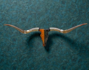 Authentic Longhorn Skull Art | Modern Meets Rustic One of a Kind Wall Mount 905
