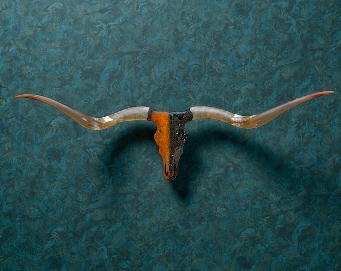 Featured listing image: Authentic Longhorn Skull Art | Modern Meets Rustic One of a Kind Wall Mount 905