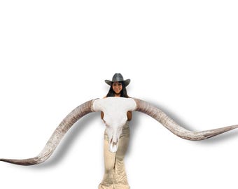 Real Longhorn Skull | TROPHY LONGHORN | Rare Legacy Collector's Item | Lodge Luxury Decor 794
