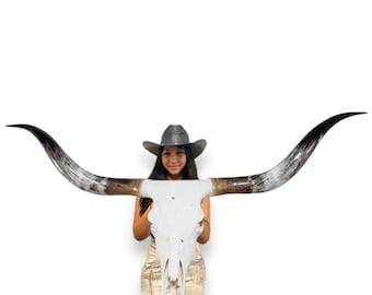 Longhorn Steer skull | Euro Mount | Taxidermy | Rustic Western Decor 834