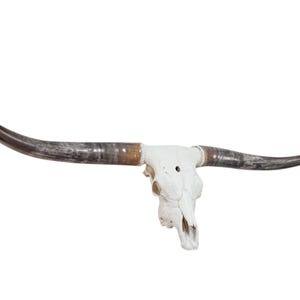 Longhorn Bull Skull | Modern Farmhouse | Repurposed Authentic Art 841