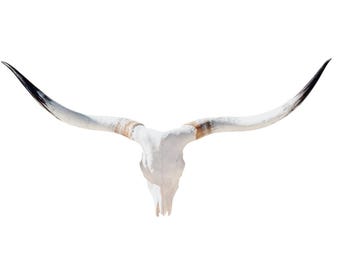 Real Longhorn Skull | Cowboy Man Cave Wall Art | Fireplace Decor 887