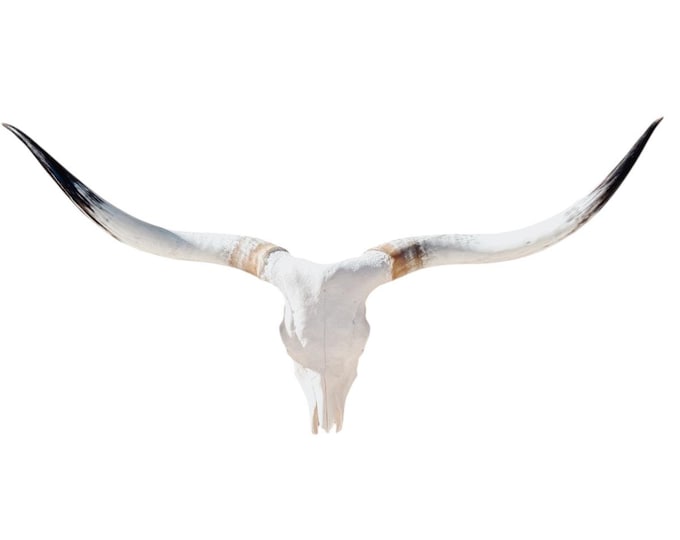Featured listing image: Real Longhorn Skull | Cowboy Man Cave Wall Art | Fireplace Decor 887