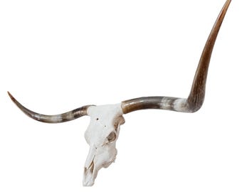Longhorn Steer Skull | Repurposed Art | Heirloom Western Decor 840