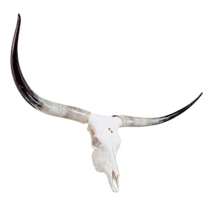 Longhorn Cow Skull | Modern Farmhouse | Repurposed Authentic Art 835