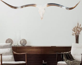 Authentic Longhorn Skull | Modern Contemporary Wall Art | Longhorn Fans 849