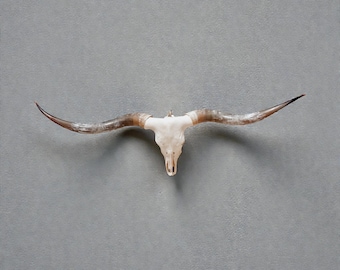 Texas Longhorn Skull | Legacy Art Piece | One of a Kind 855