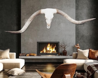 Real Longhorn Skull | TROPHY LONGHORN | Rare Legacy Collector's Item | Lodge Luxury Decor 794