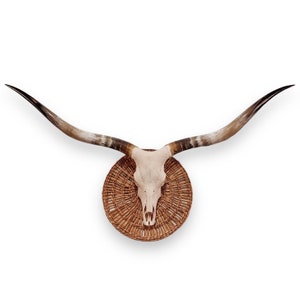 Longhorn Cow Skull Euro Mount Taxidermy Rustic Western Decor 634 - Etsy