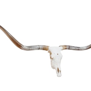 Longhorn Skull | Repurposed Art | Heirloom Western Decor 839