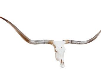 Longhorn Skull | Repurposed Art | Heirloom Western Decor 839