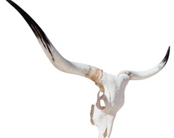 Real Longhorn Skull | Cowboy Man Cave Wall Art | Fireplace Decor 887