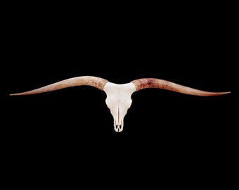 Longhorn Skull | Modern Rustic Cowgirl Cowboy Wall Art 910