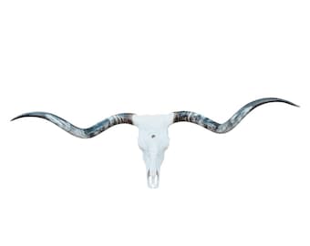 Real Texas Longhorn Skull: 75-inch Twist Horns, Cowboy Decor