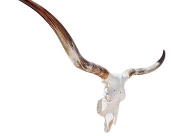 Longhorn Skull | Repurposed Art | Heirloom Western Decor 861 Draft